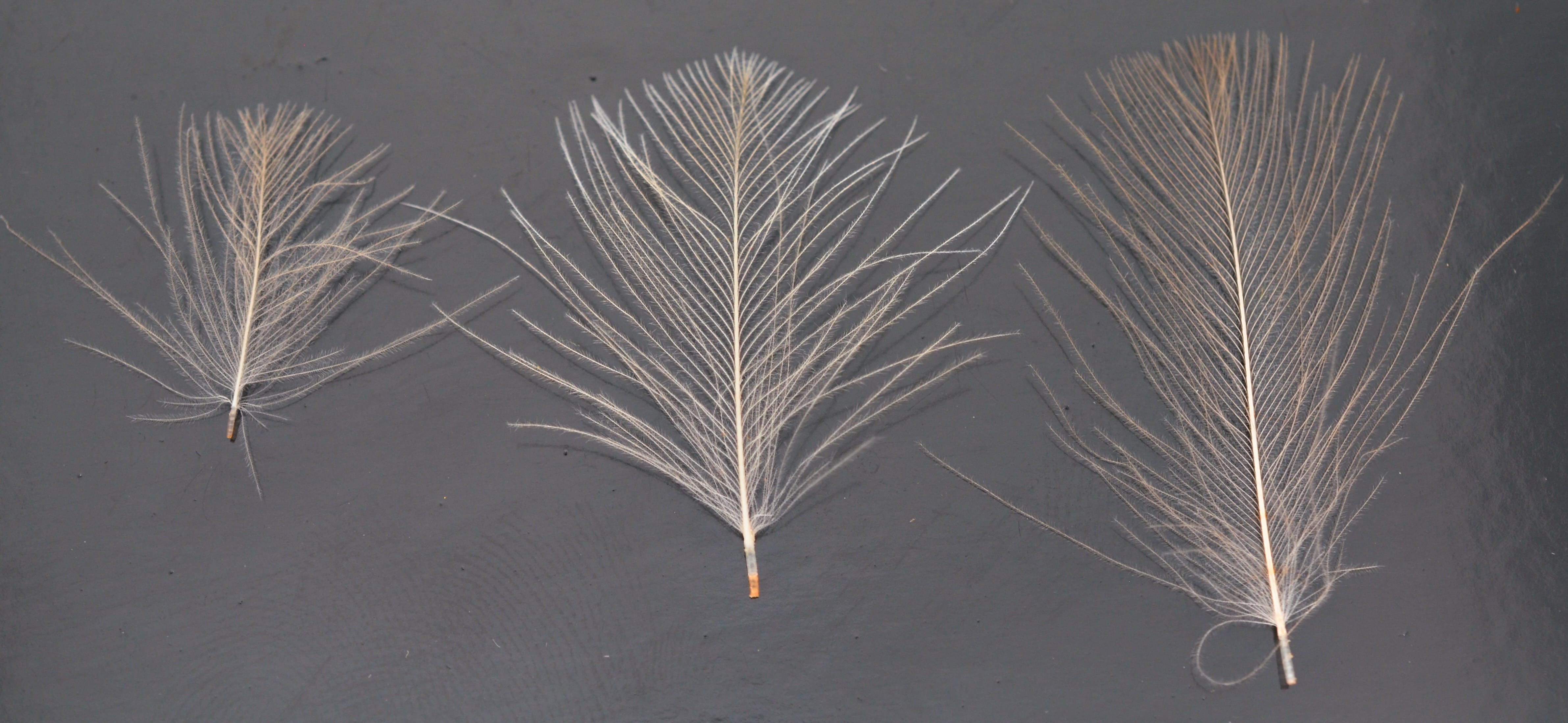 Polish Quills Quill & Fly Select CDC Fly Fishing Flies For Less